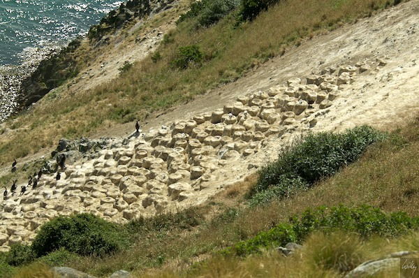 New Zealand 09 10  185